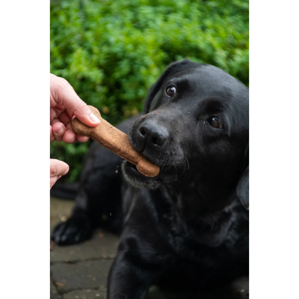 Hund
