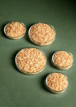 Preview: Brauner Bio Basmati Reis 5 kg