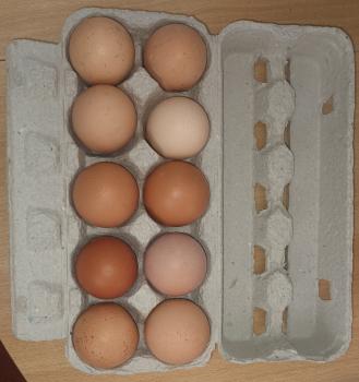 Eier Größe XL  10 Stück
